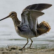 Caccia al beccaccino: uno degli uccelli acquatici più difficile da catturare